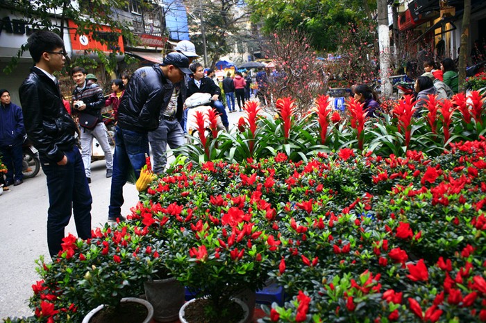 Màu đỏ là màu tượng trưng cho sự may mắn nên các loại hoa màu đỏ luôn được ưa chuộng vào dịp Tết Nguyên Đán